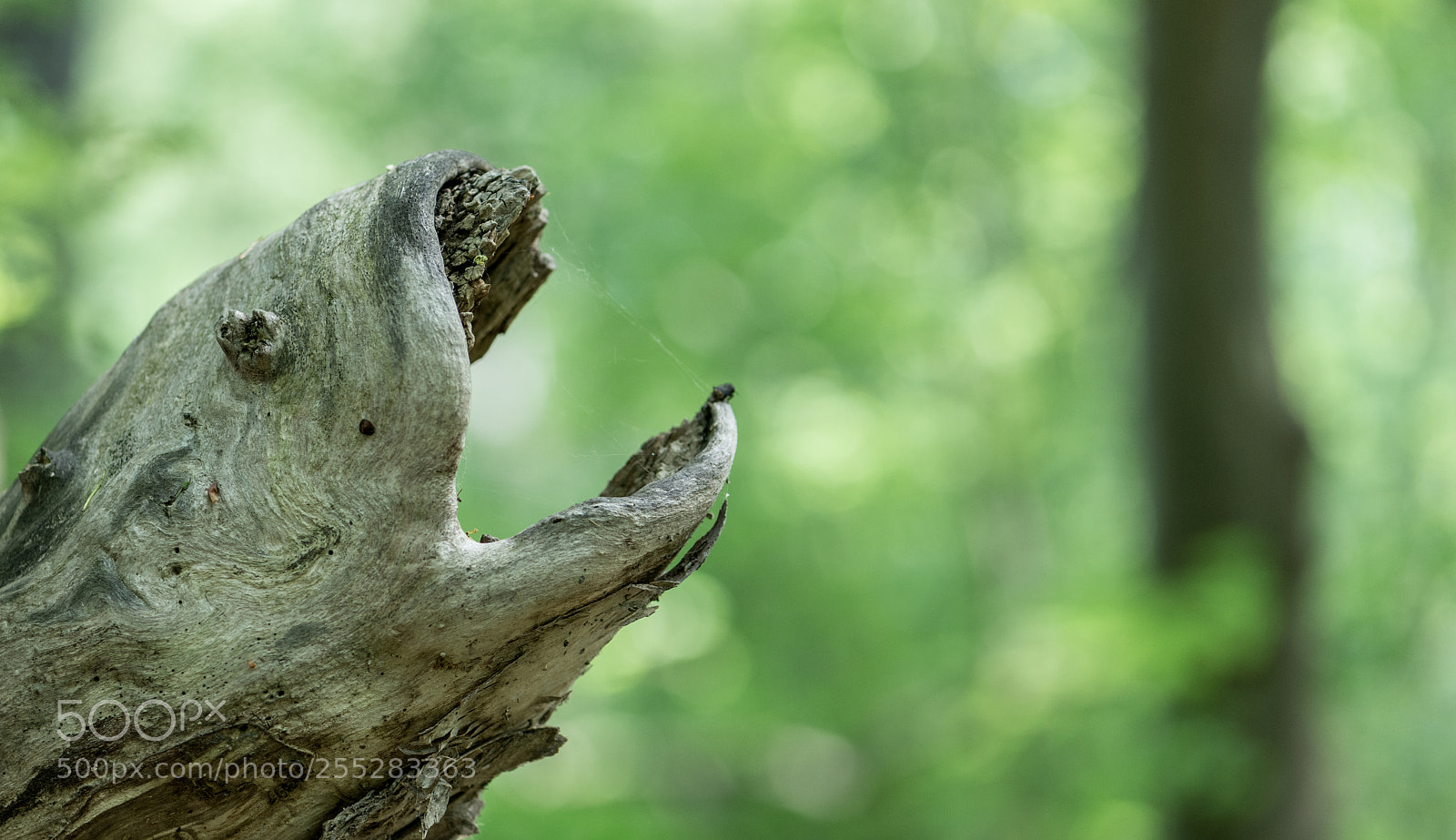 Nikon D800 sample photo. What kind of fish photography