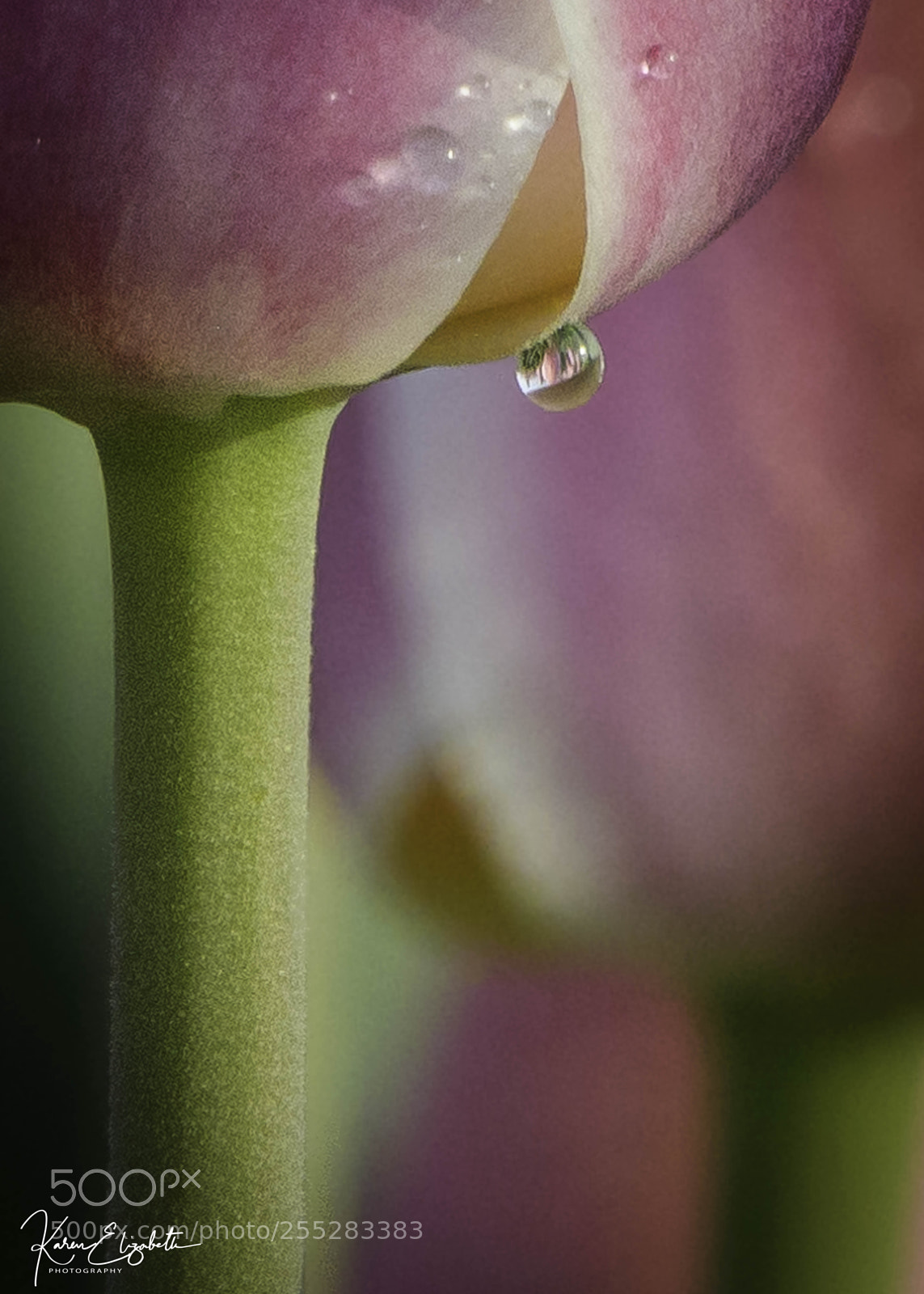Nikon D600 sample photo. Springtime tulip reflection photography