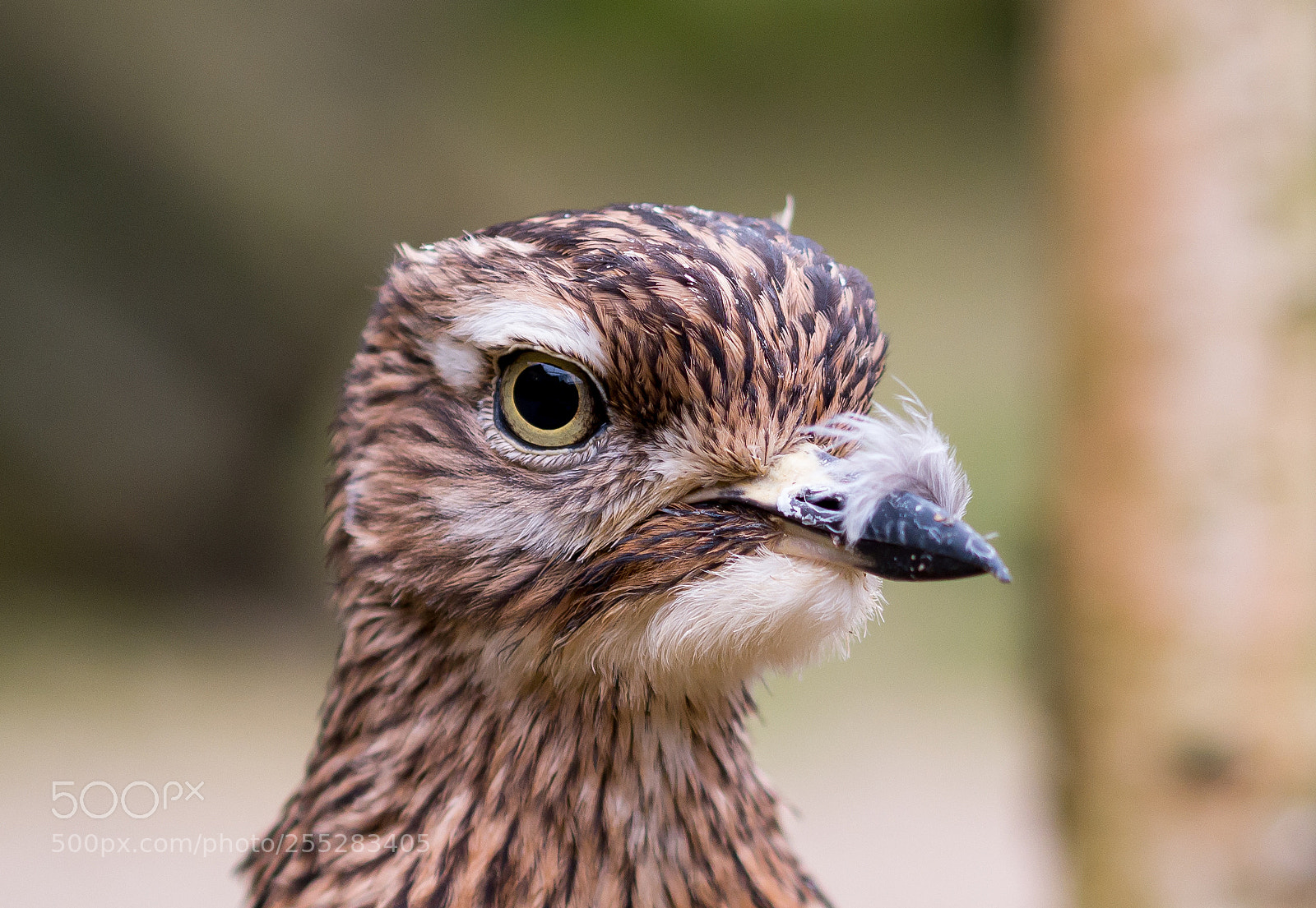 Panasonic DMC-G81 sample photo. Portrait of a bird photography