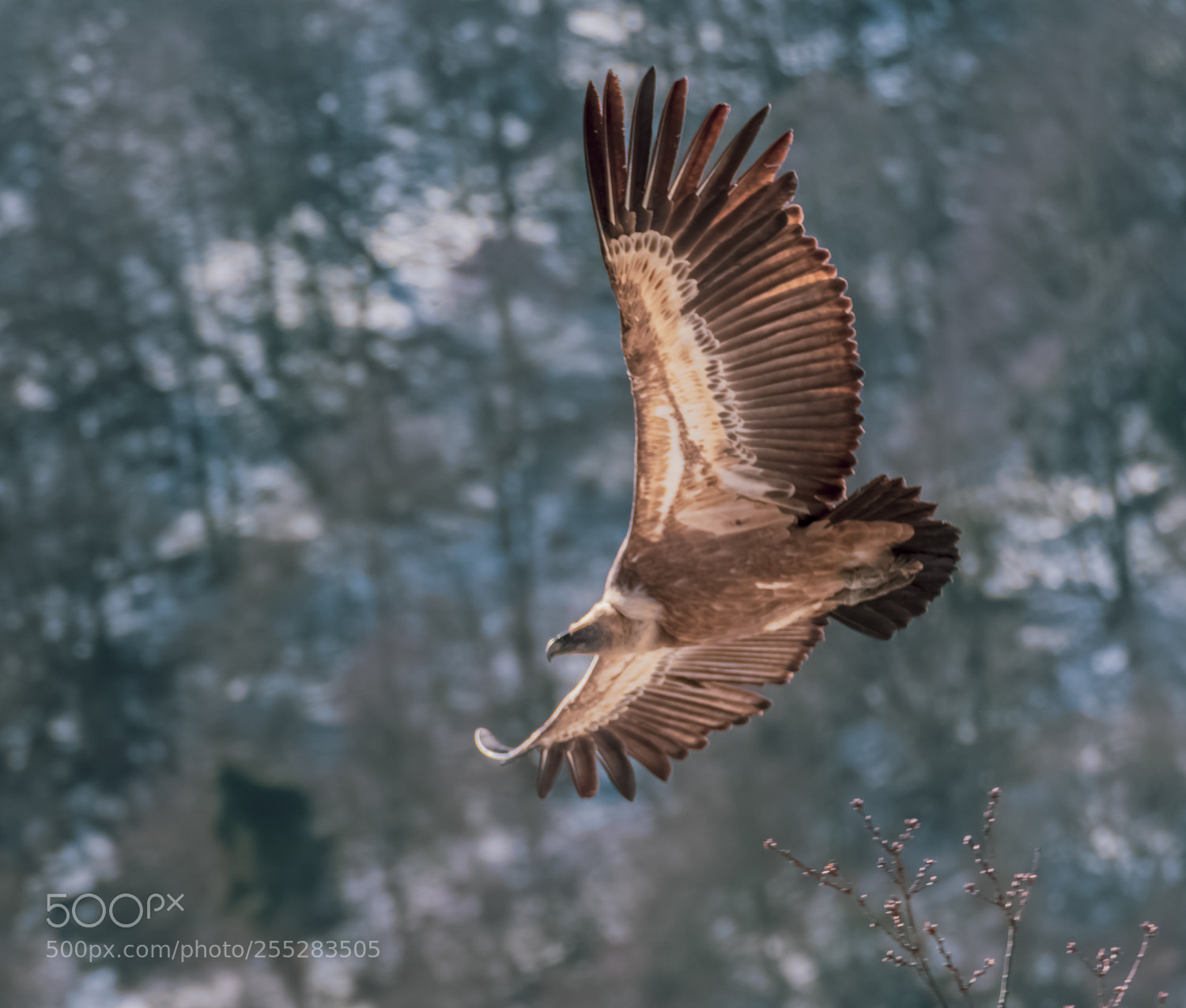 Nikon D3400 sample photo. Vulture on fly. photography