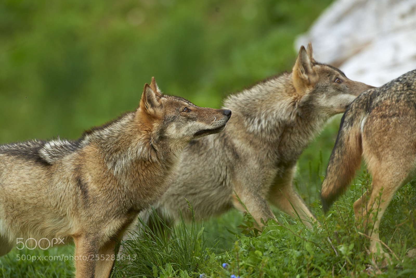 Nikon D800 sample photo. Wolves photography