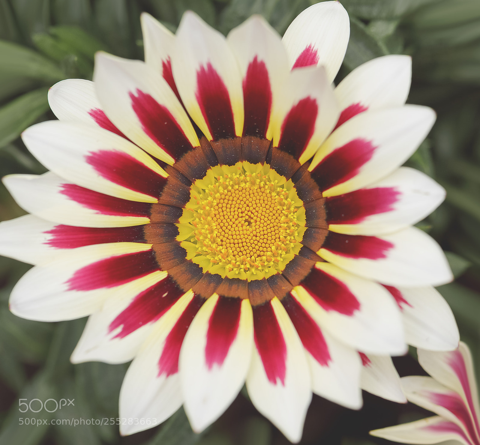 Canon EOS-1D X Mark II sample photo. 勋章菊 photography