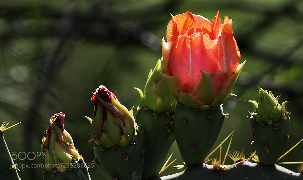 Canon EOS 5D Mark IV sample photo. Cactus flower photography