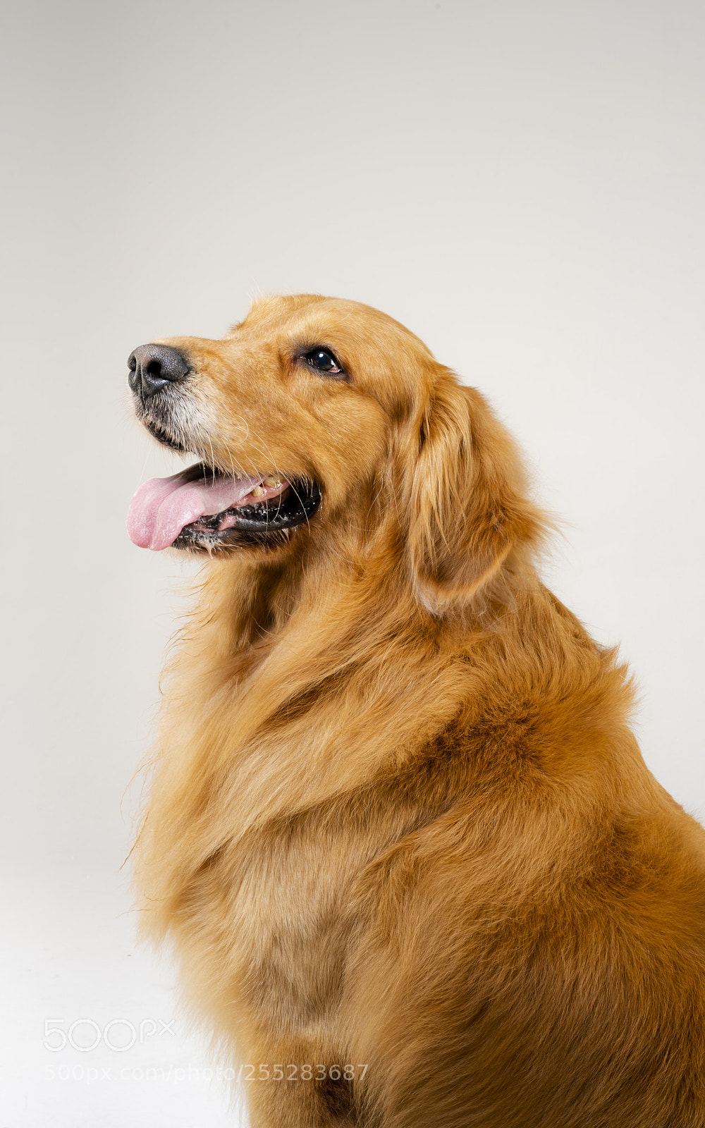 Sony a99 II sample photo. A smiling golden retriever photography