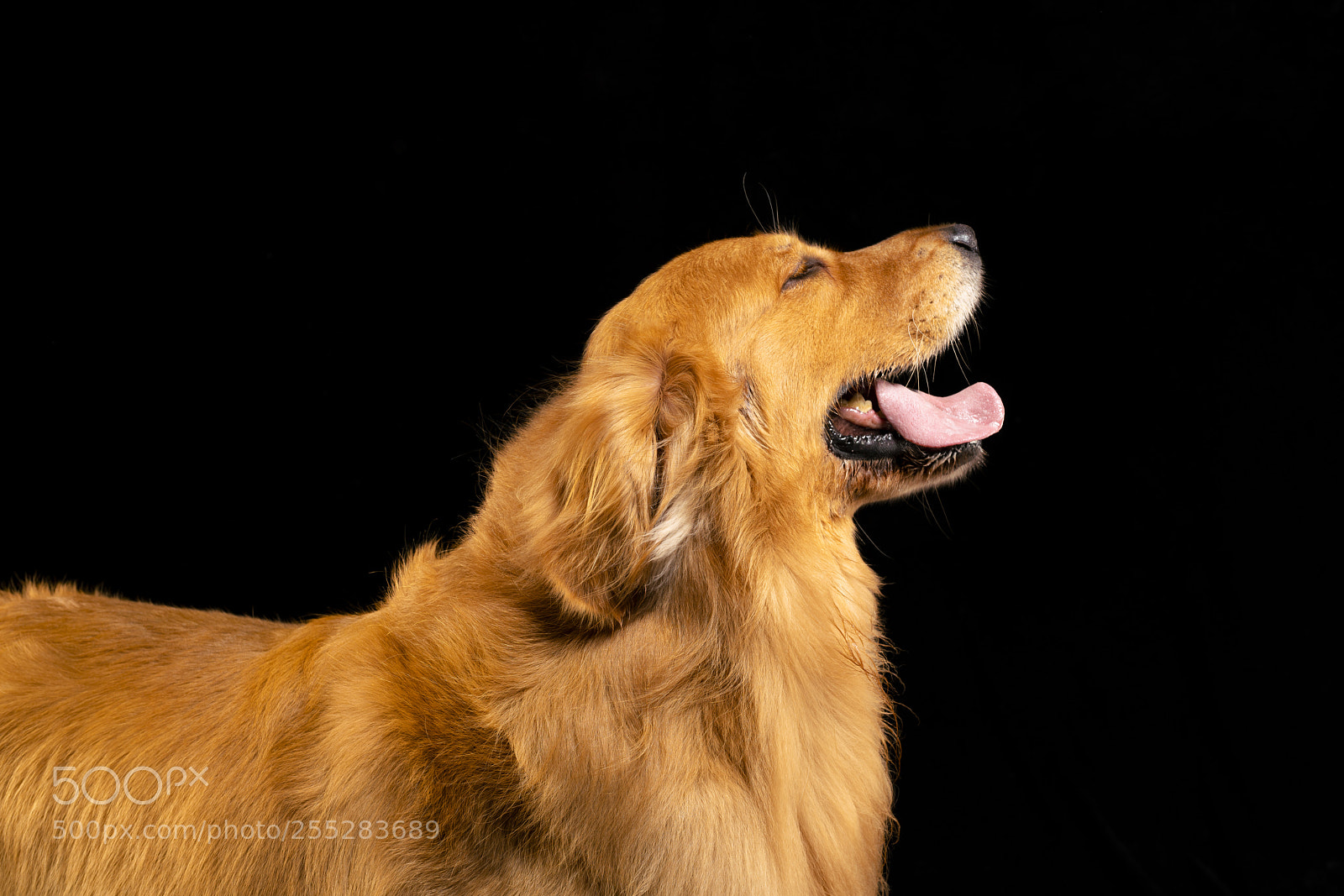 Sony a99 II sample photo. A smiling golden retriever photography