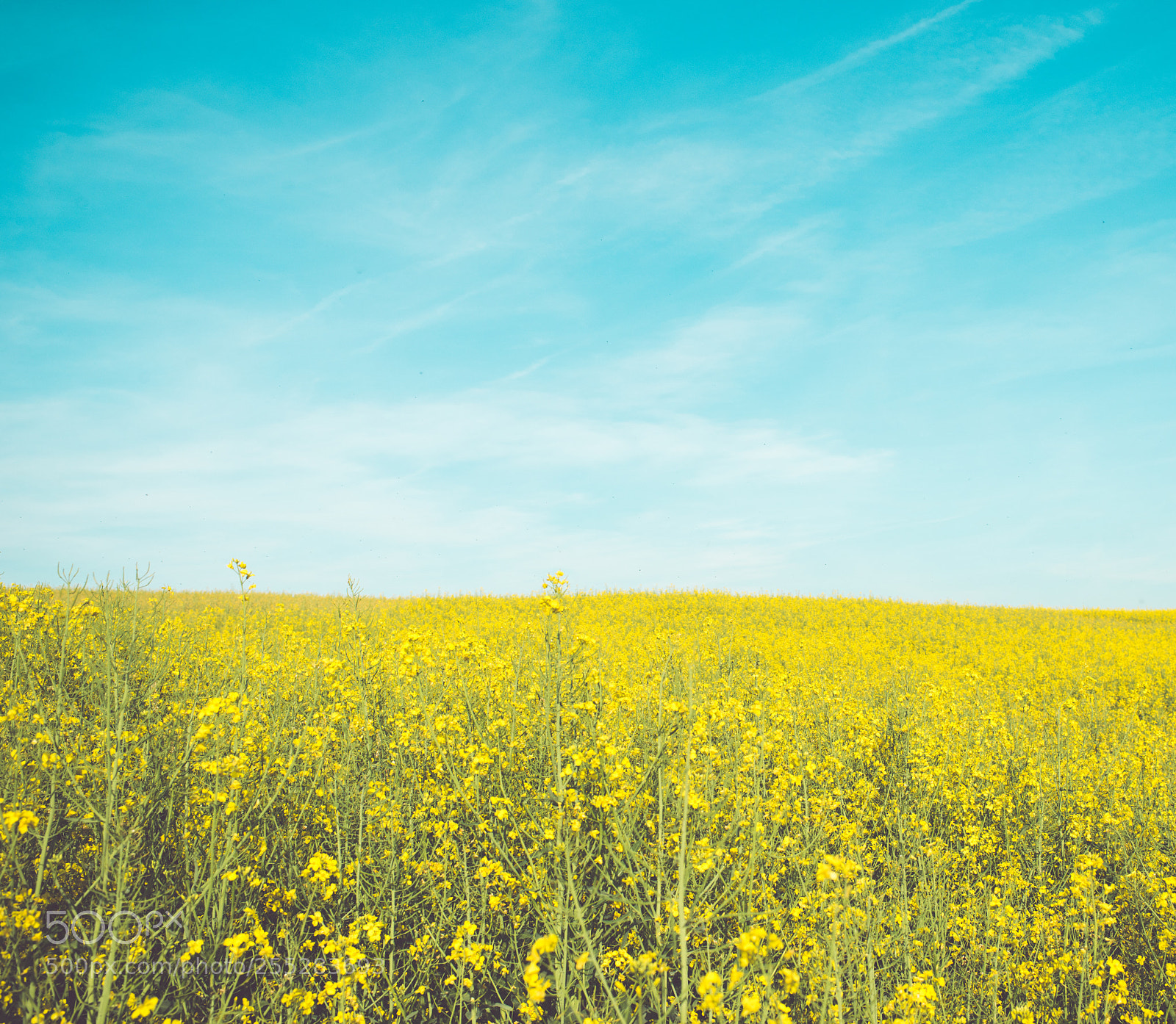Nikon D800E sample photo. Рапс photography