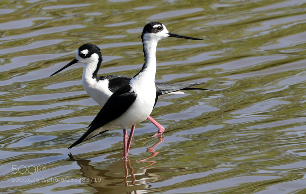 Canon EOS 5D Mark IV sample photo. Black-necked stilts duo photography