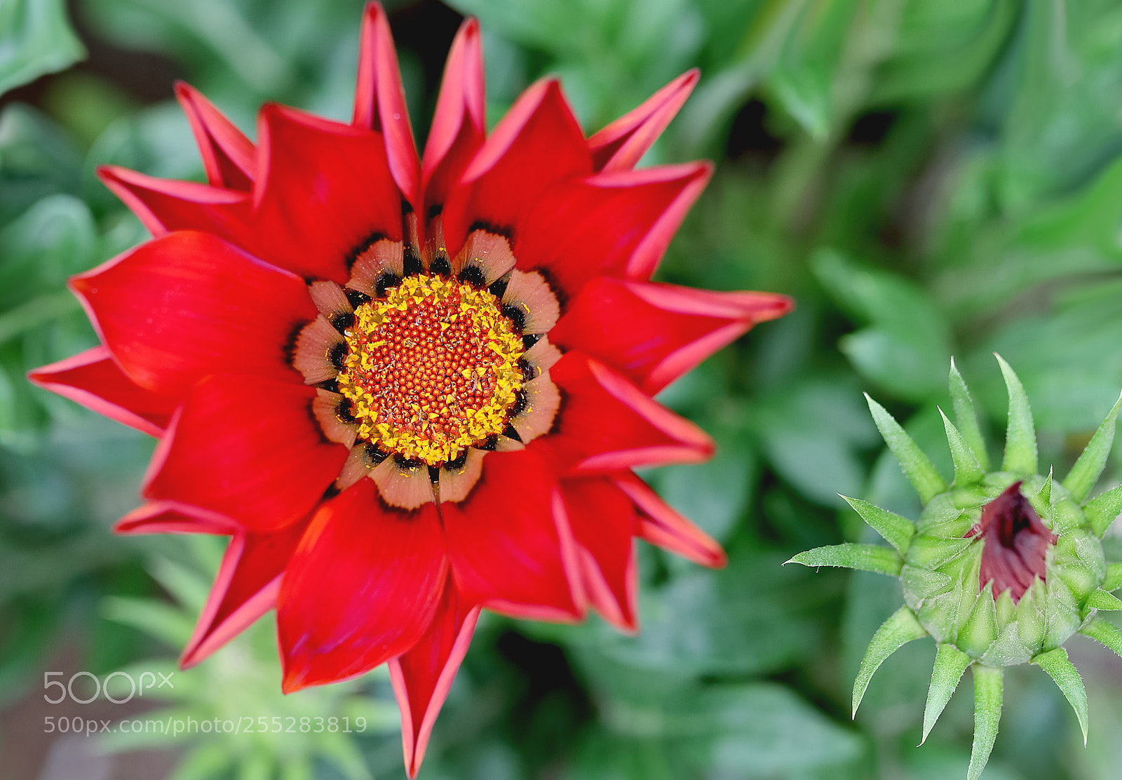 Canon EOS-1D X Mark II sample photo. 勋章菊 photography
