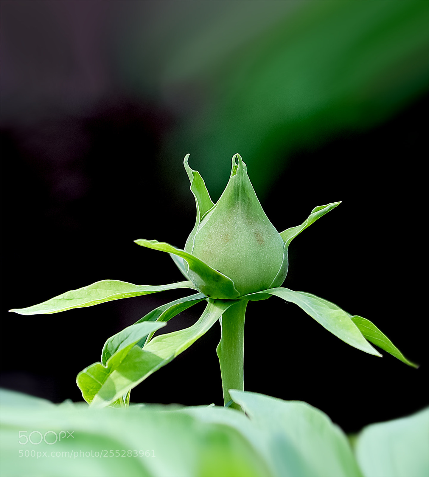 Canon EOS-1D X Mark II sample photo. 牡丹花 photography