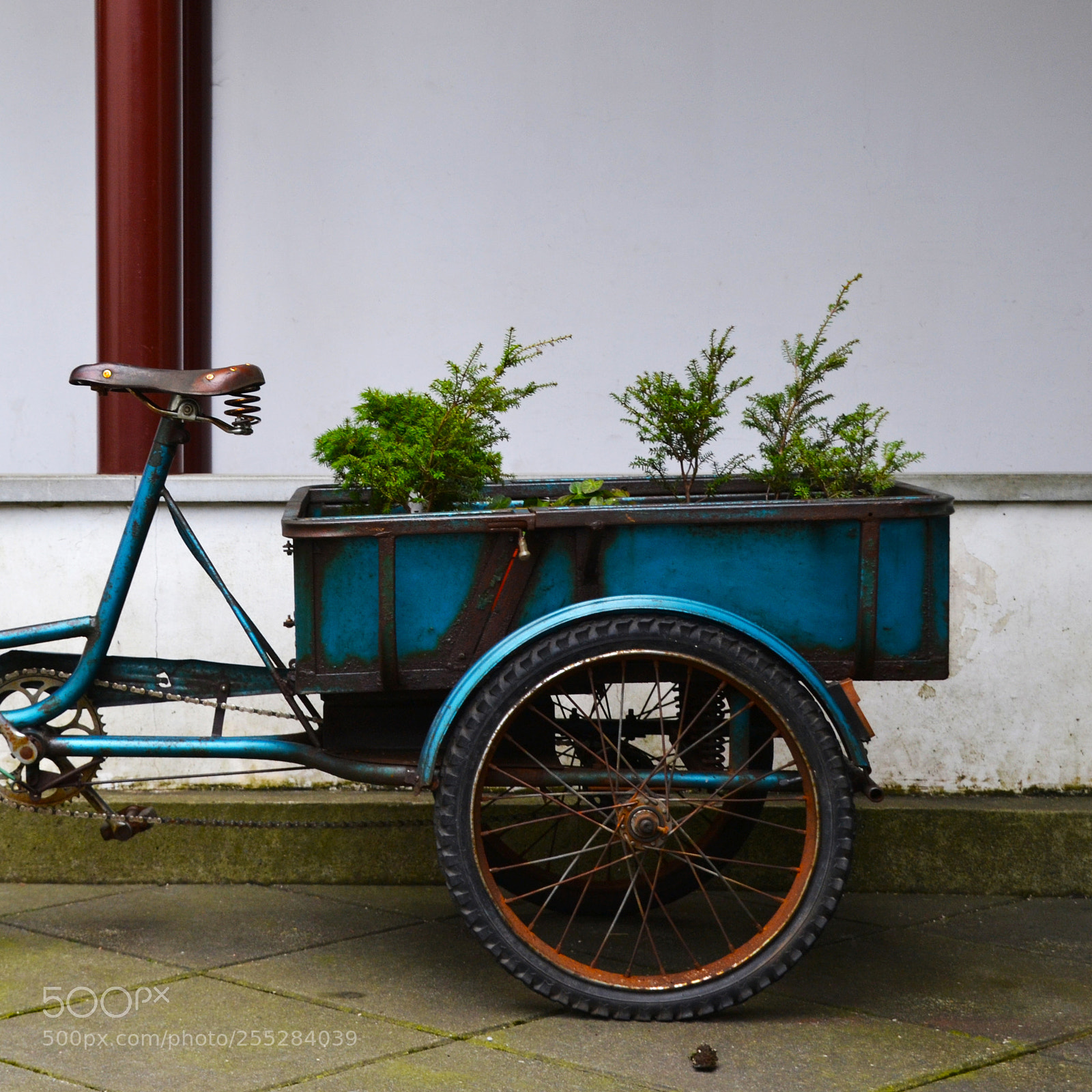 Nikon D3100 sample photo. Novel garden photography