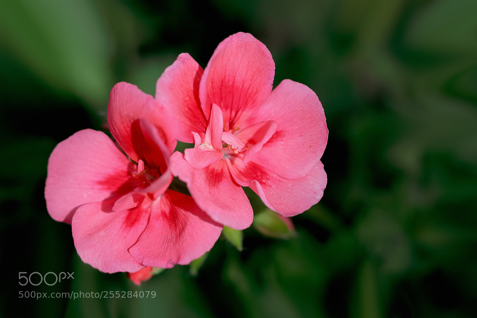 Canon EOS-1D X Mark II sample photo. 天竺葵 photography