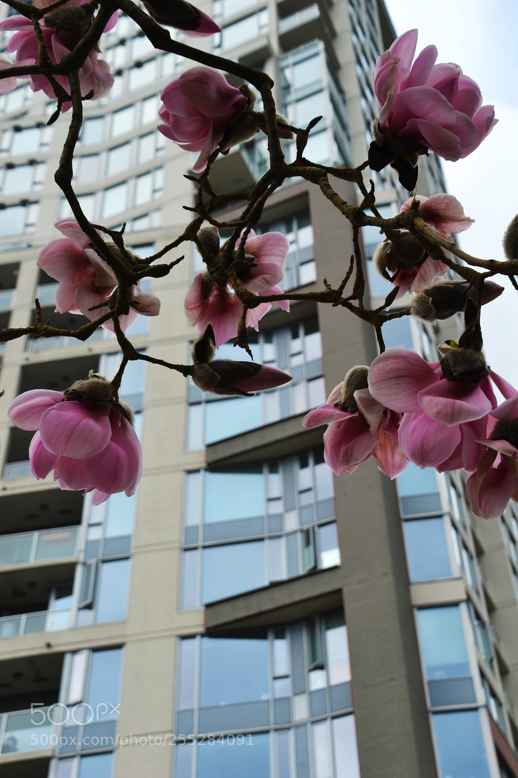 Nikon D3100 sample photo. Urban bloom photography