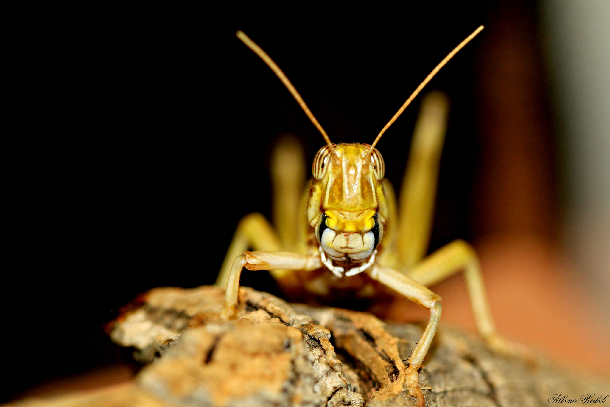 Canon EF 100mm F2.8L Macro IS USM sample photo. Terminator ..... photography