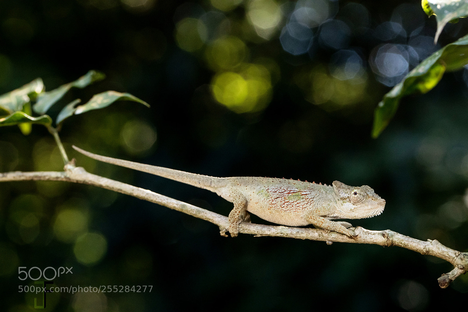 Canon EOS-1D X Mark II sample photo. Bradypodion caeruleogula, - umlalazi photography