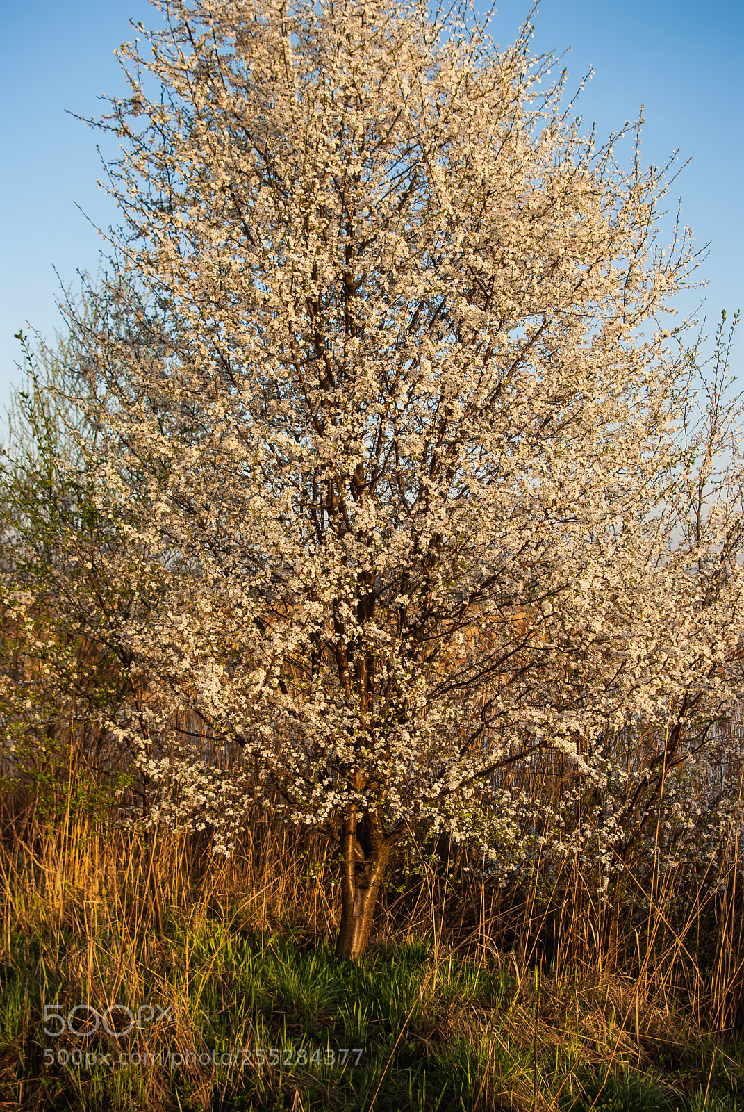 Pentax K10D sample photo. Spring photography