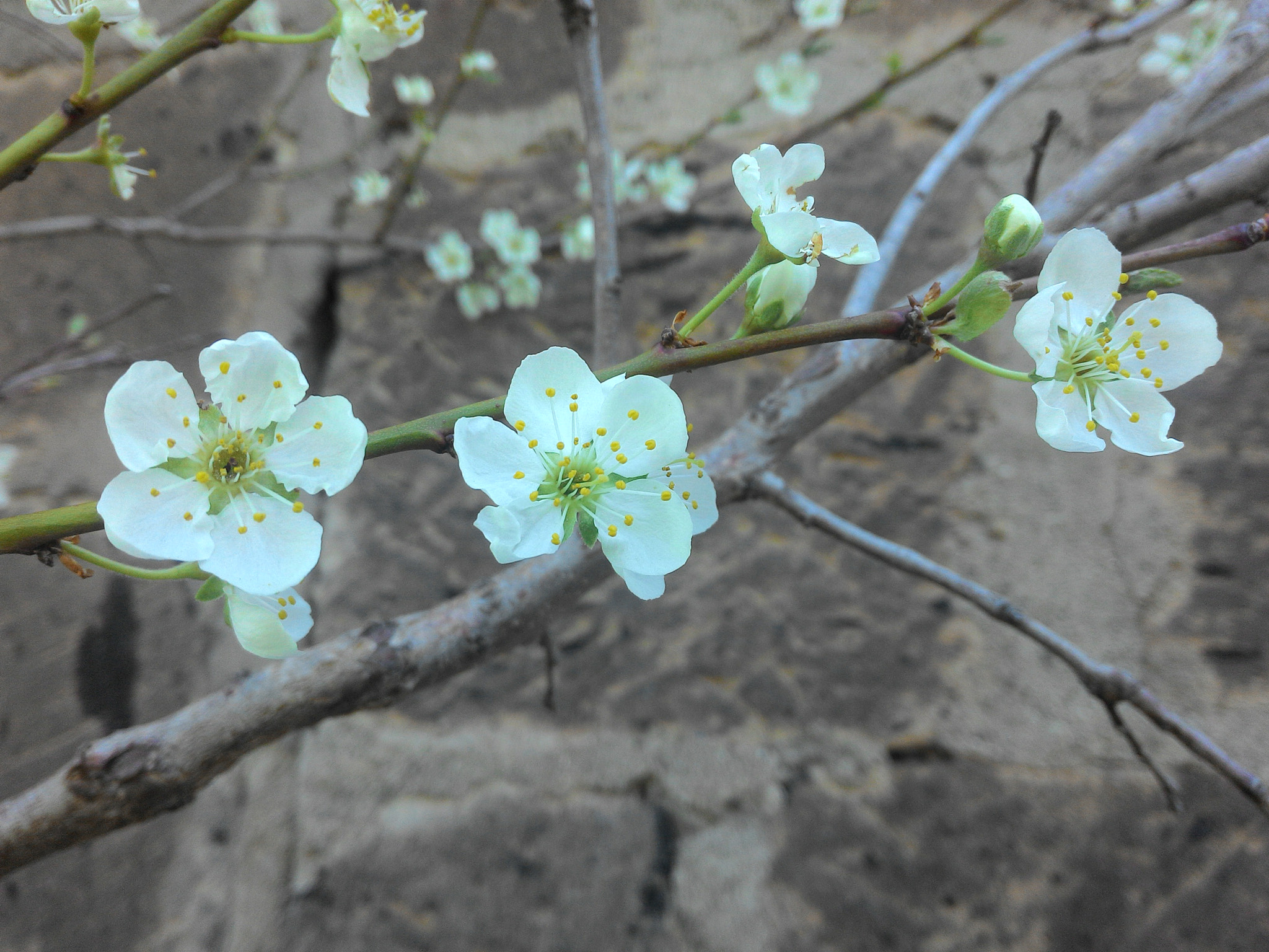 ASUS Z002 sample photo. Beautiful rebirth) photography