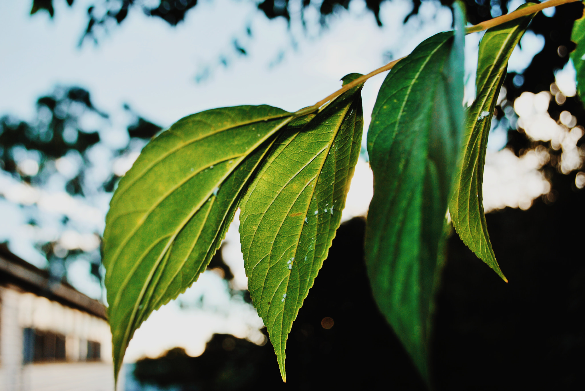 Nikon D60 sample photo. Leaves. photography