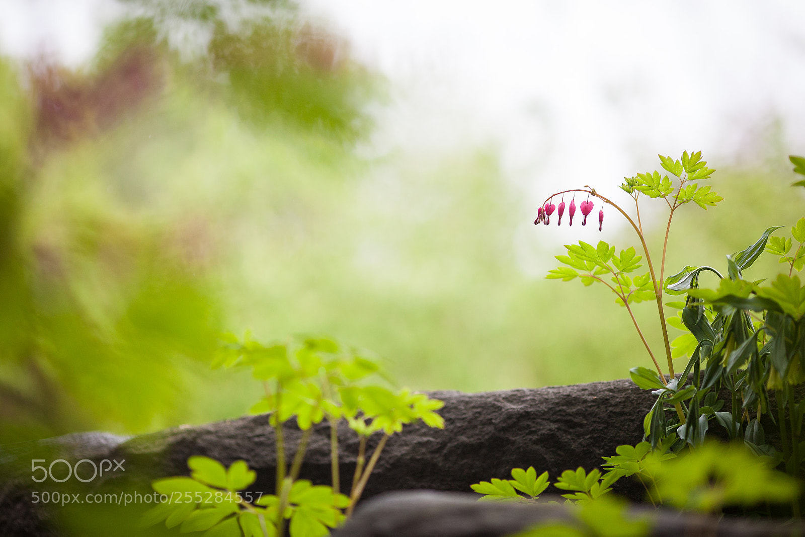 Canon EOS 5D Mark II sample photo. Bleeding heart photography