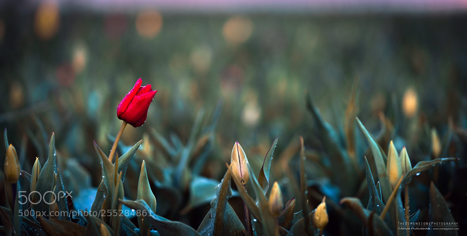 Sony a7R III sample photo. Awake photography