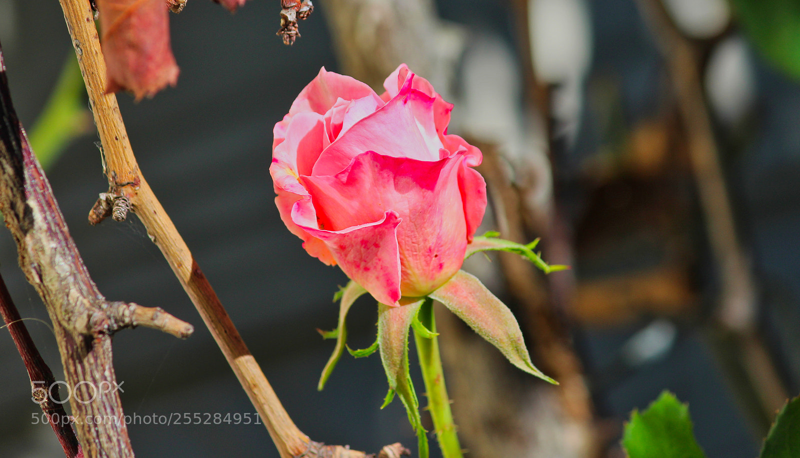 Canon EF-S 55-250mm F4-5.6 IS II sample photo. Img photography