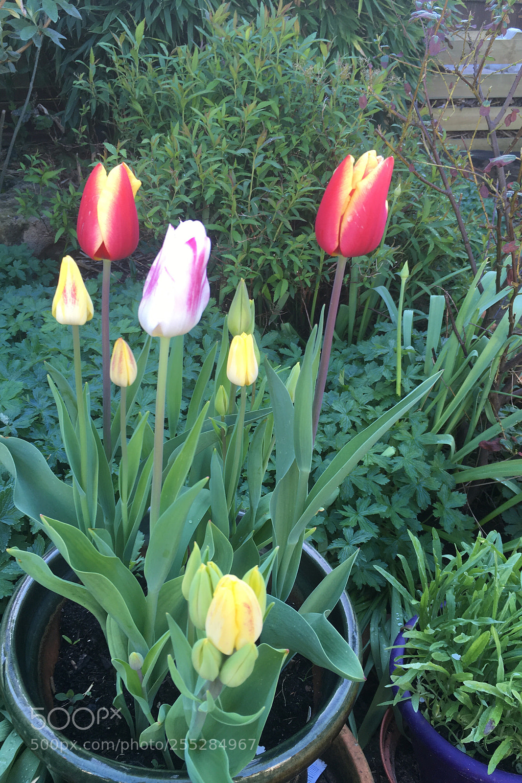 Apple iPhone SE sample photo. Tulips  photography