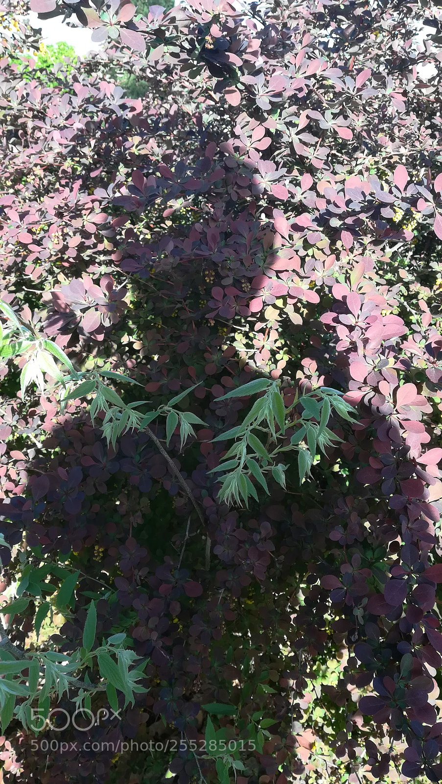 HUAWEI PRA-LX1 sample photo. Just a shadow of photography