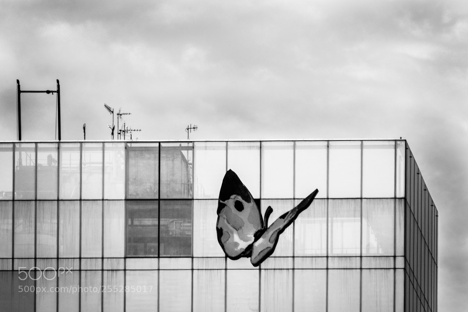 Sony Cyber-shot DSC-RX10 III sample photo. Urban butterfly photography