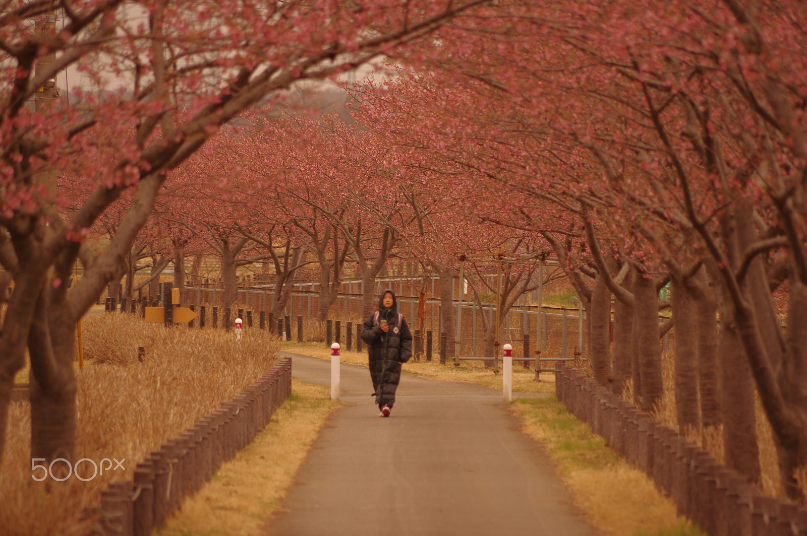 smc PENTAX-DA L 55-300mm F4-5.8 ED sample photo. One  cold spring day photography