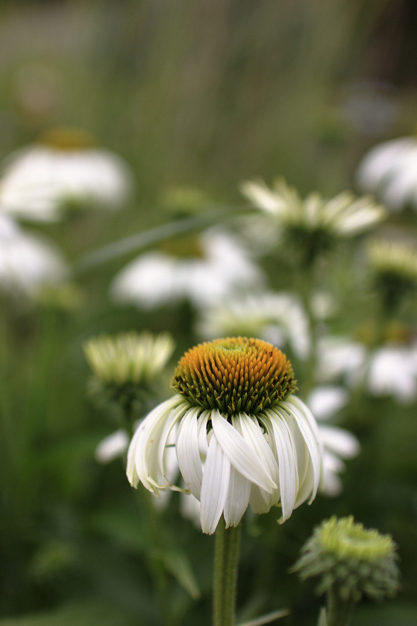 Sigma 30mm F1.4 EX DC HSM sample photo. Flower in villandry's garden photography