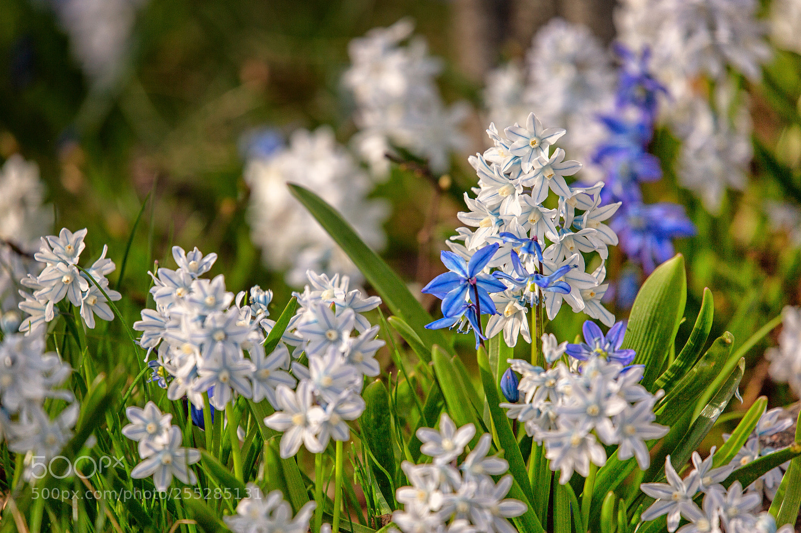 Canon EOS 6D sample photo. White and blue photography