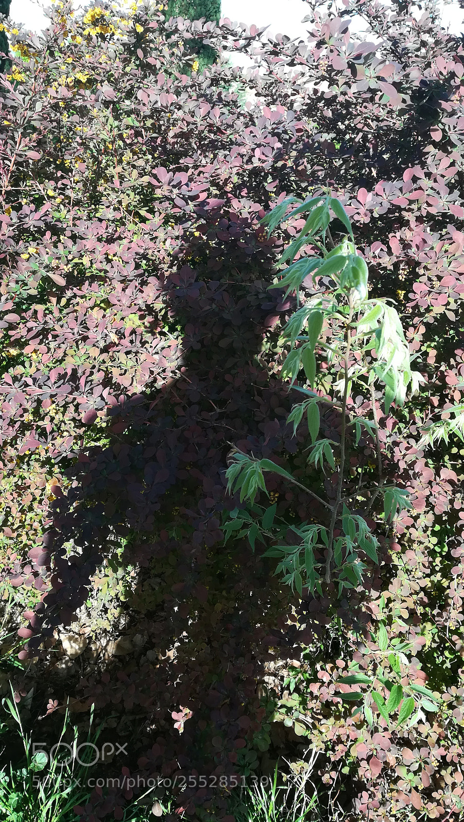 HUAWEI PRA-LX1 sample photo. Just a shadow of photography