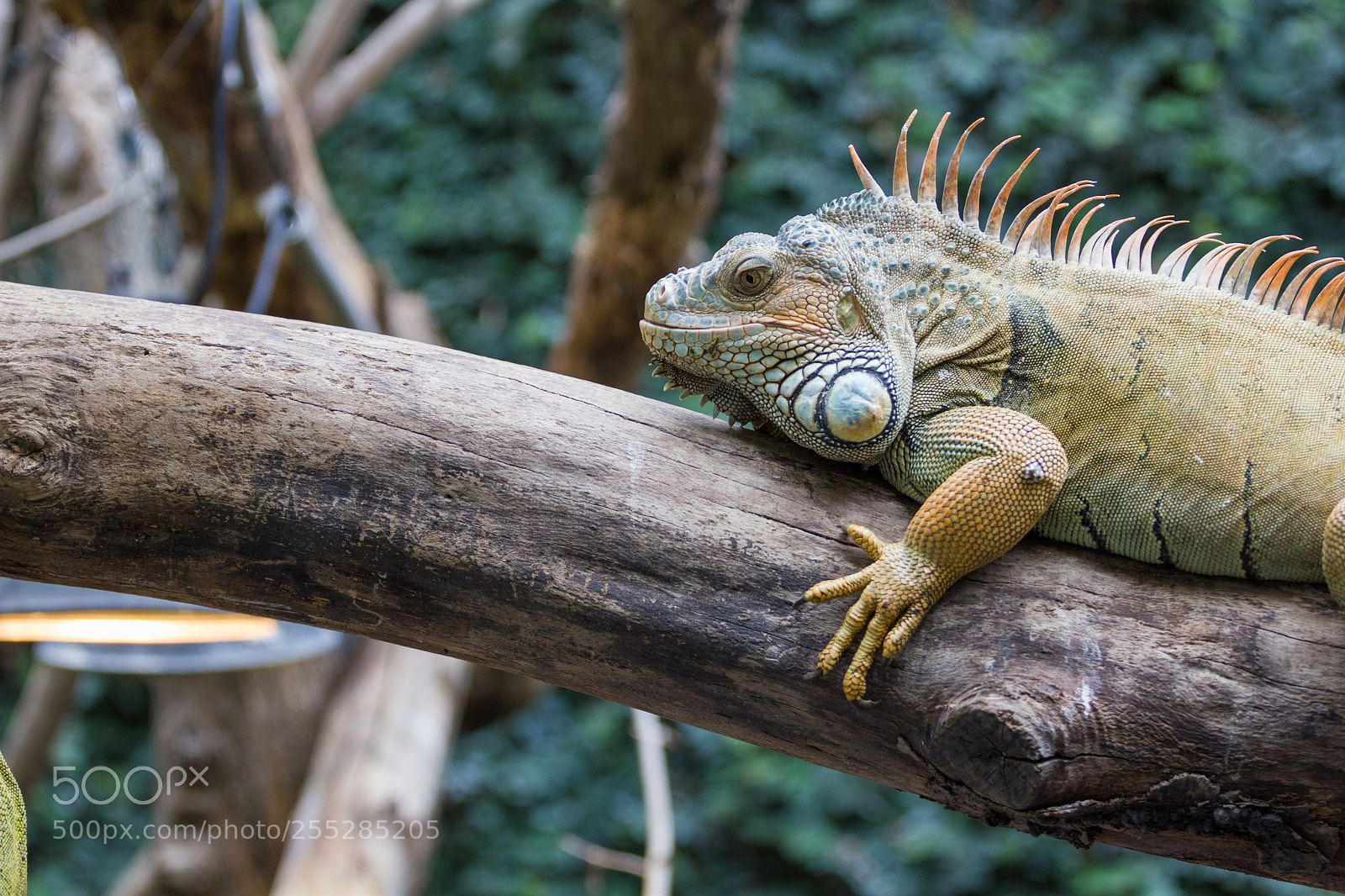 Canon EOS 550D (EOS Rebel T2i / EOS Kiss X4) sample photo. Vincennes - iguana in photography