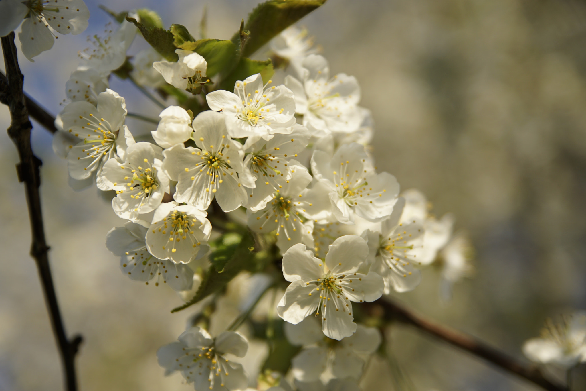 Sony ILCA-77M2 sample photo. Spring flowers photography