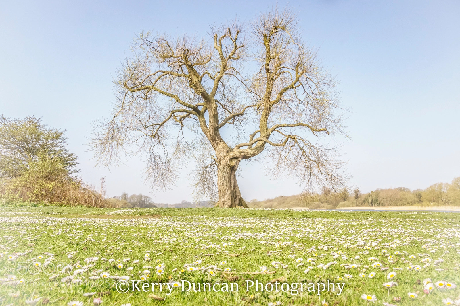 Sony ILCA-77M2 sample photo. Daisy tree photography