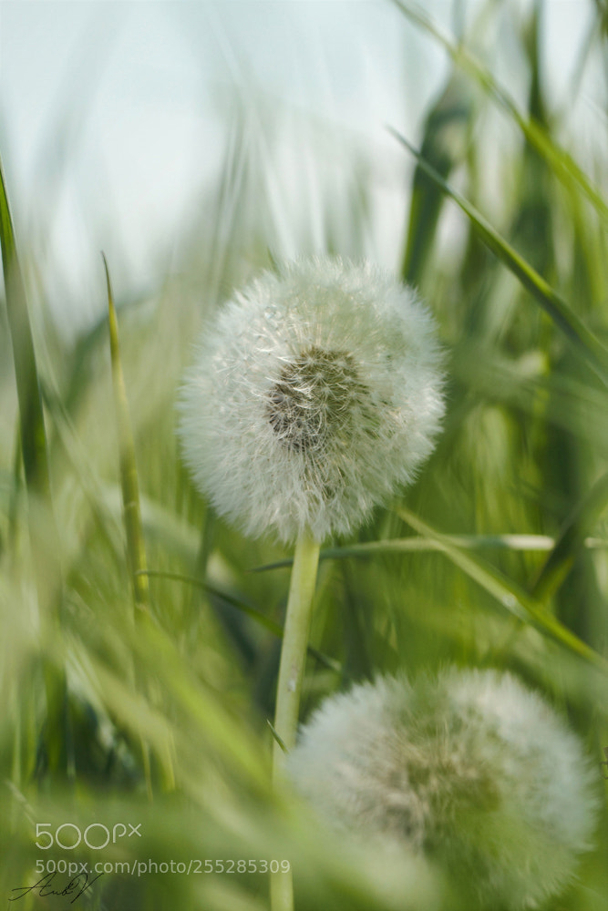 Canon EOS 7D sample photo. Pissenlit photography