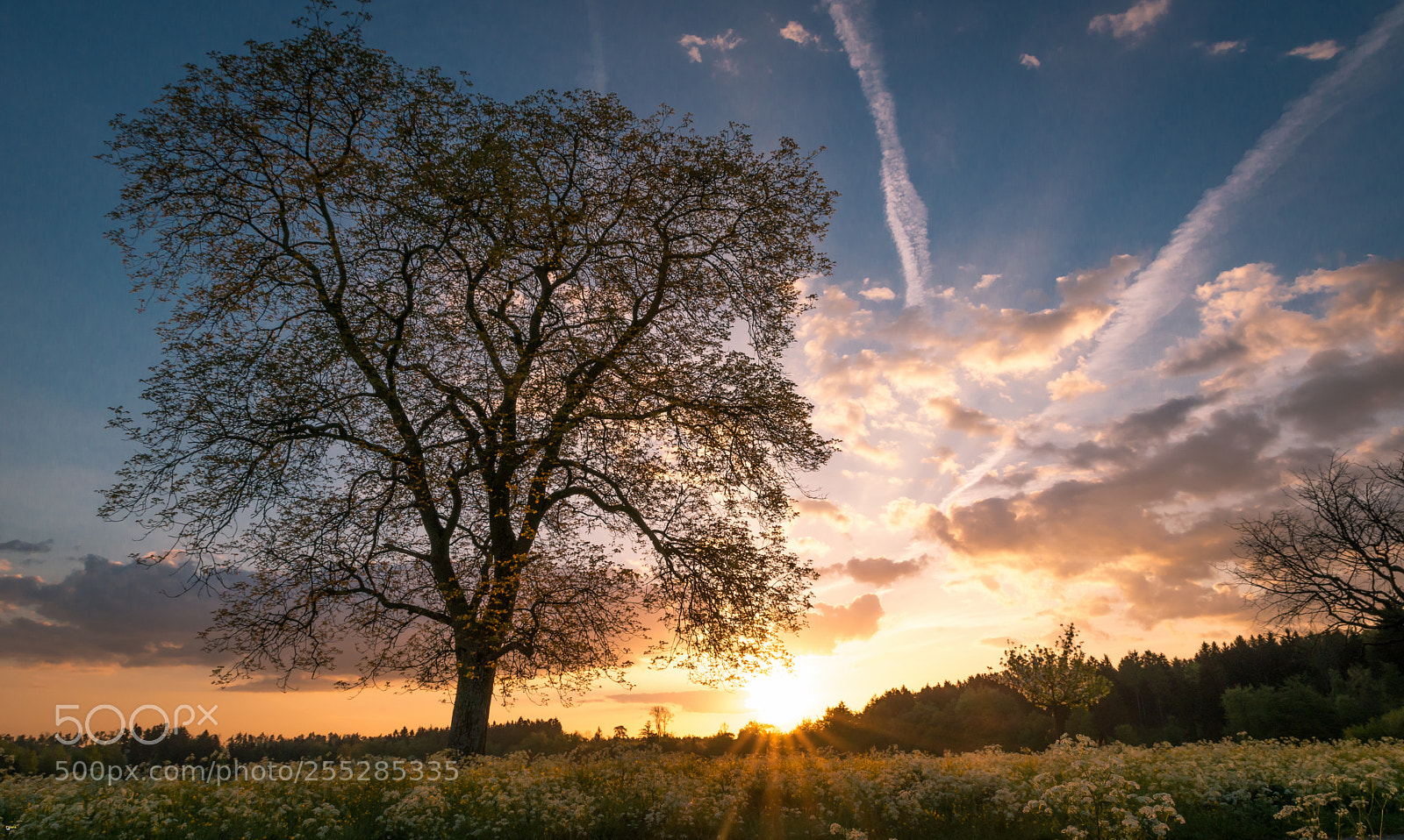 Nikon D800 sample photo. Spring mood photography