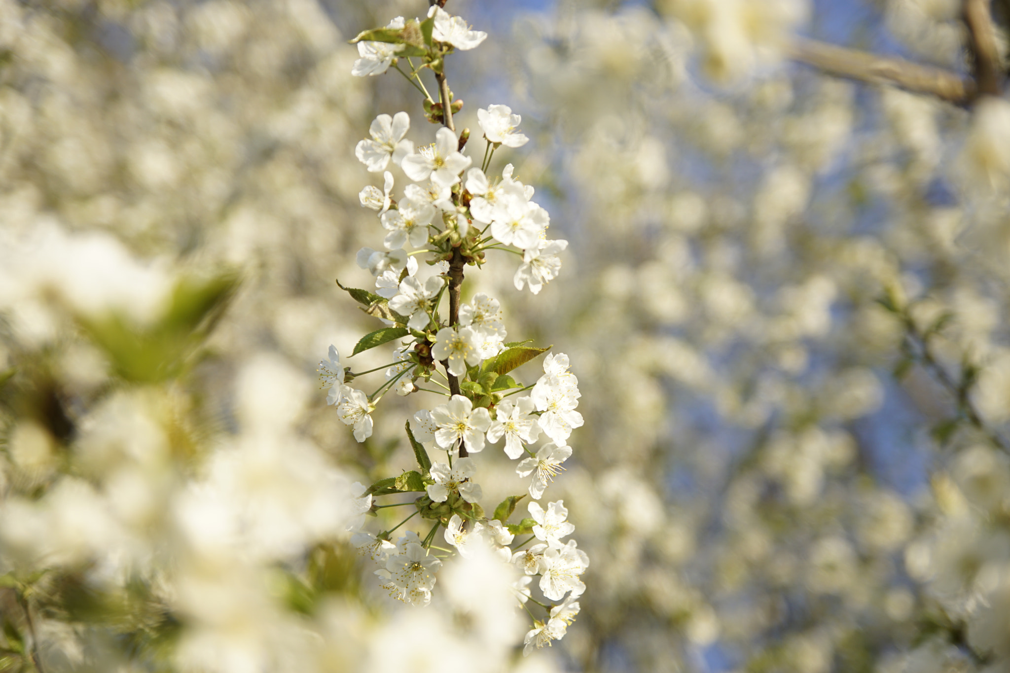 Sony ILCA-77M2 sample photo. Spring flowers 2 photography