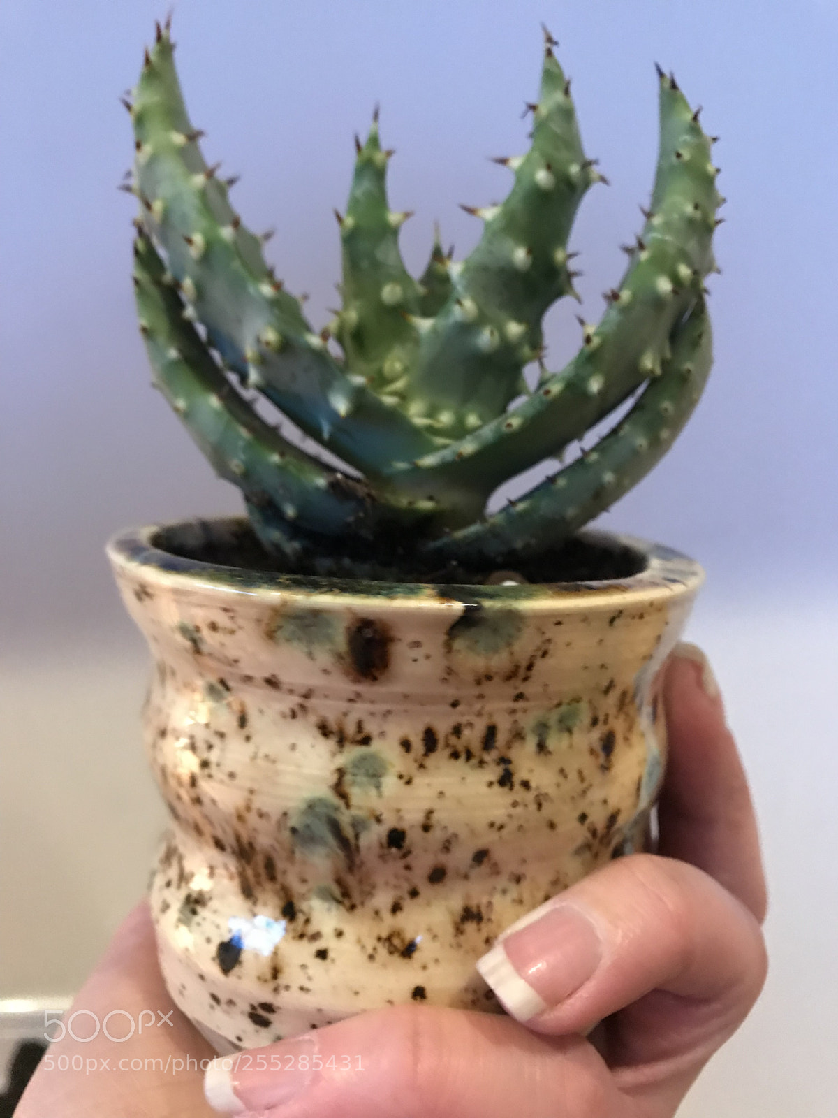 Apple iPhone 7 sample photo. Baby aloe  photography