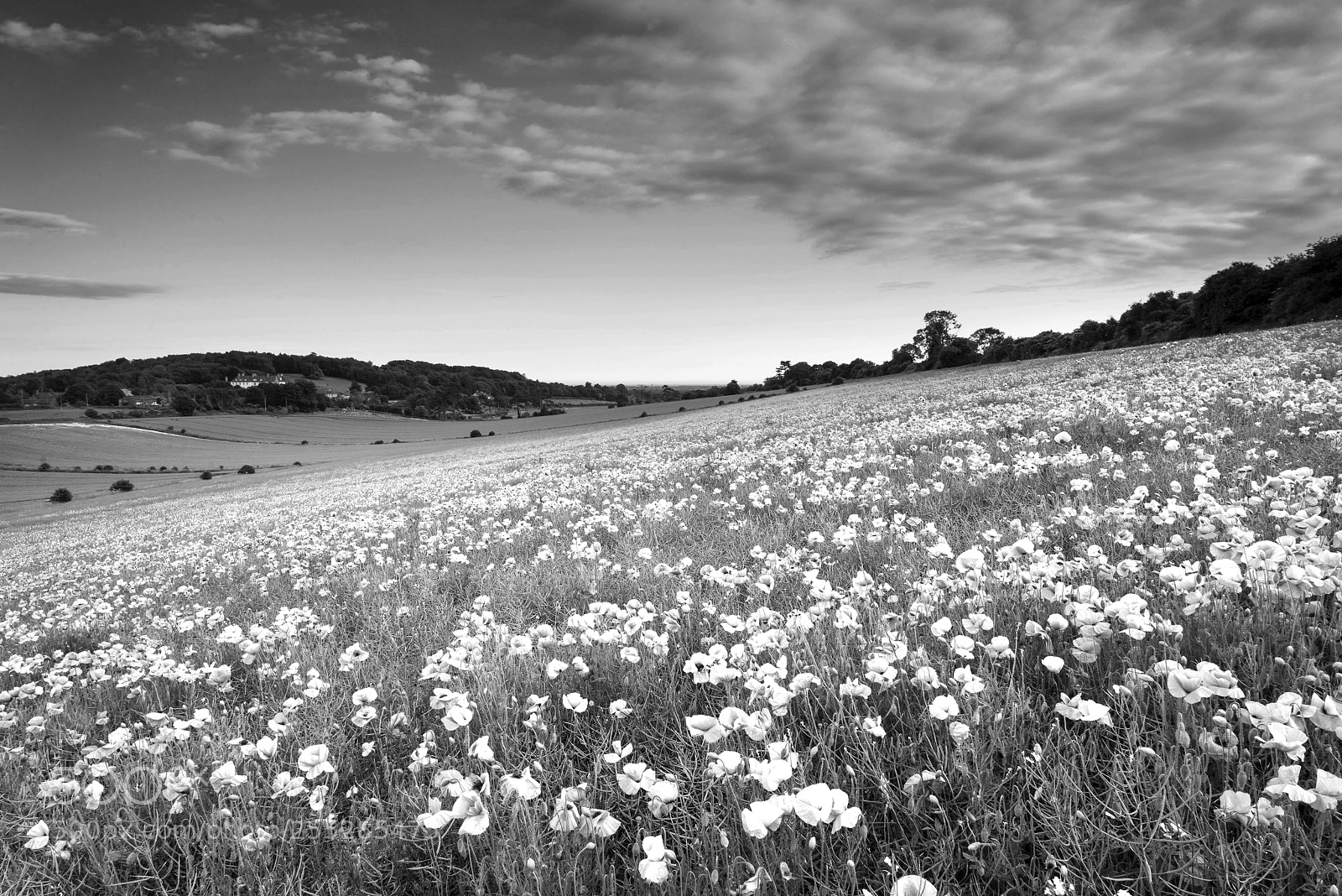 Nikon D600 sample photo. Stunning poppy field black photography