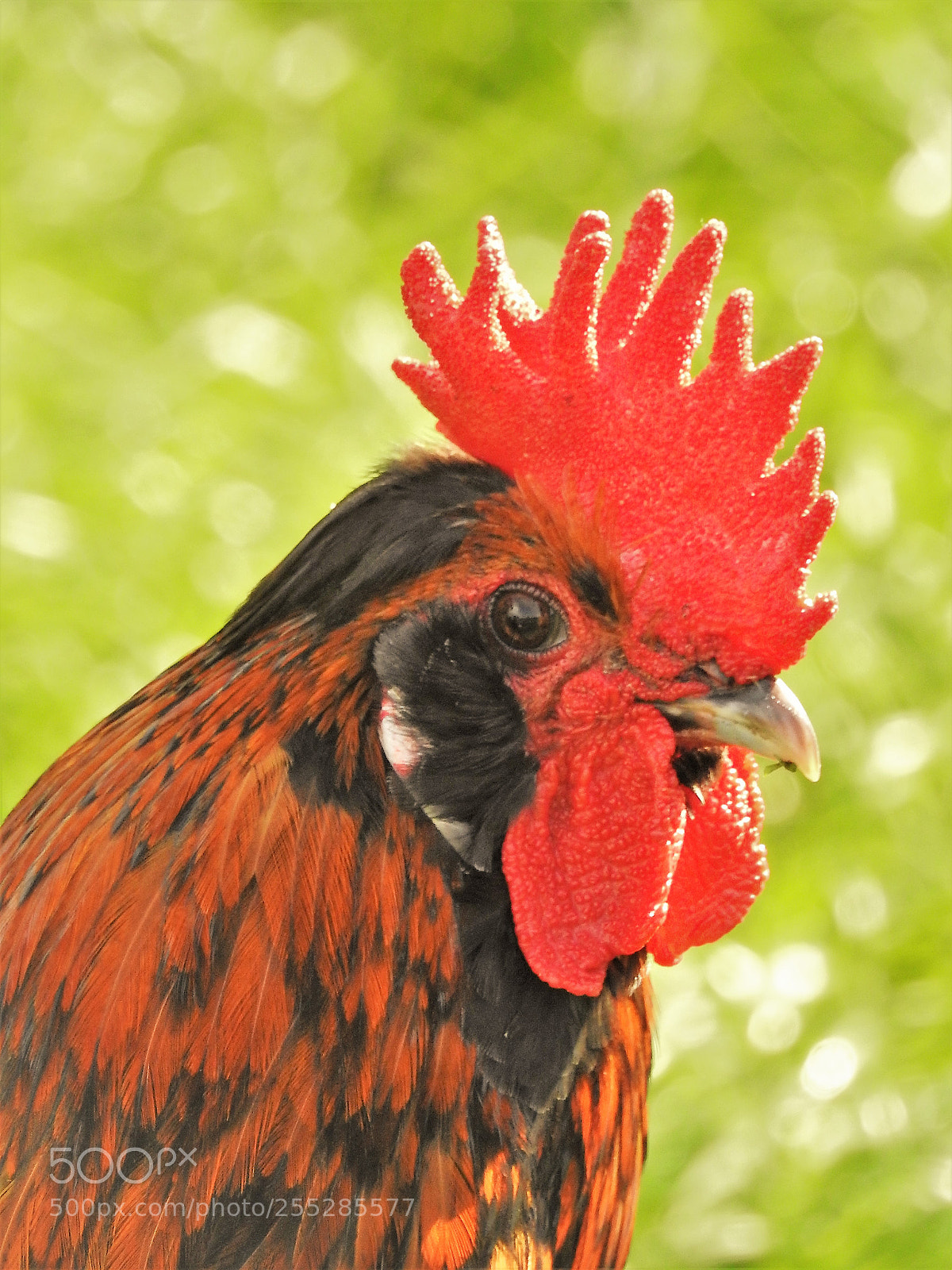 Nikon Coolpix P900 sample photo. Rooster photography