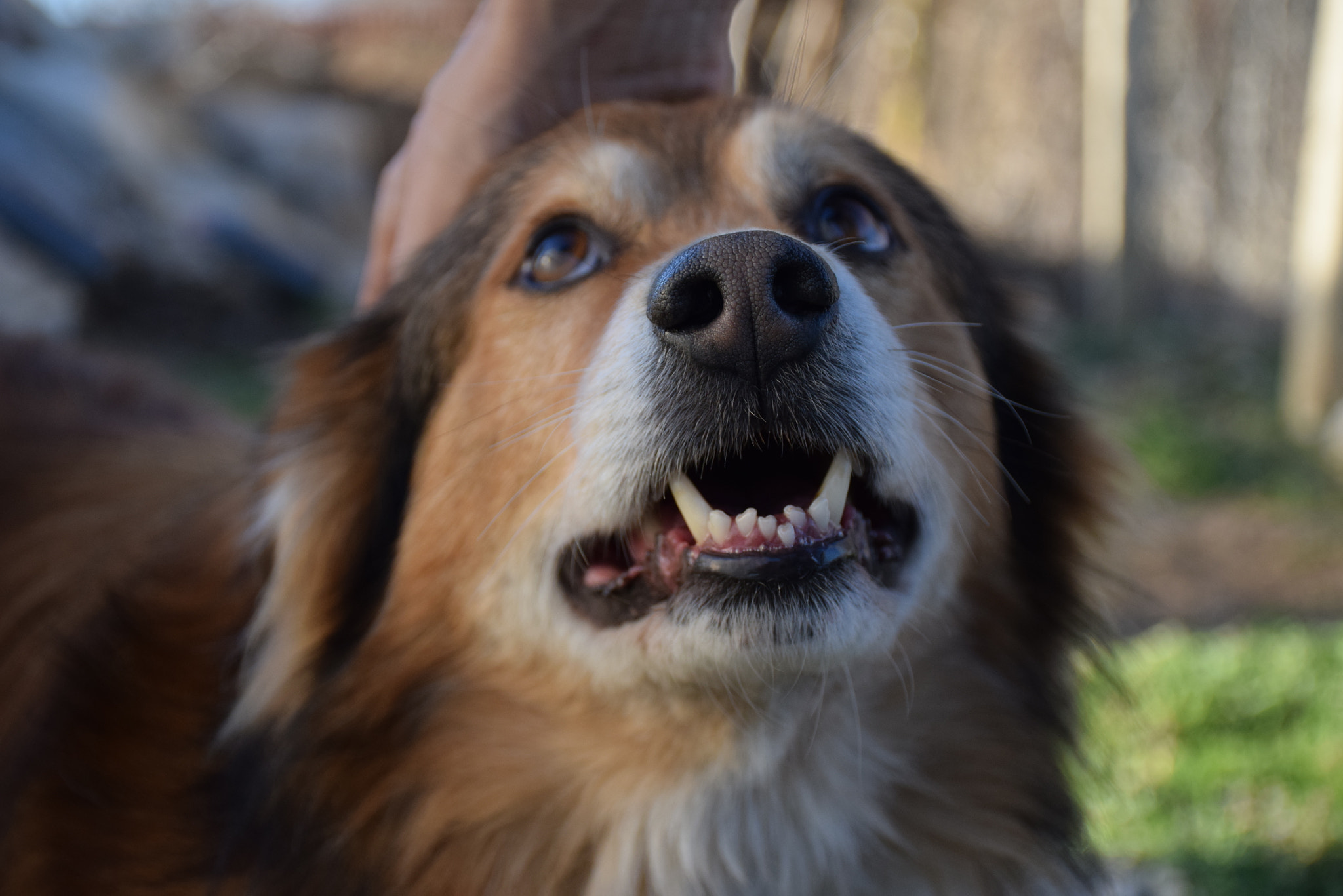 Nikon D3300 sample photo. One cute nose photography