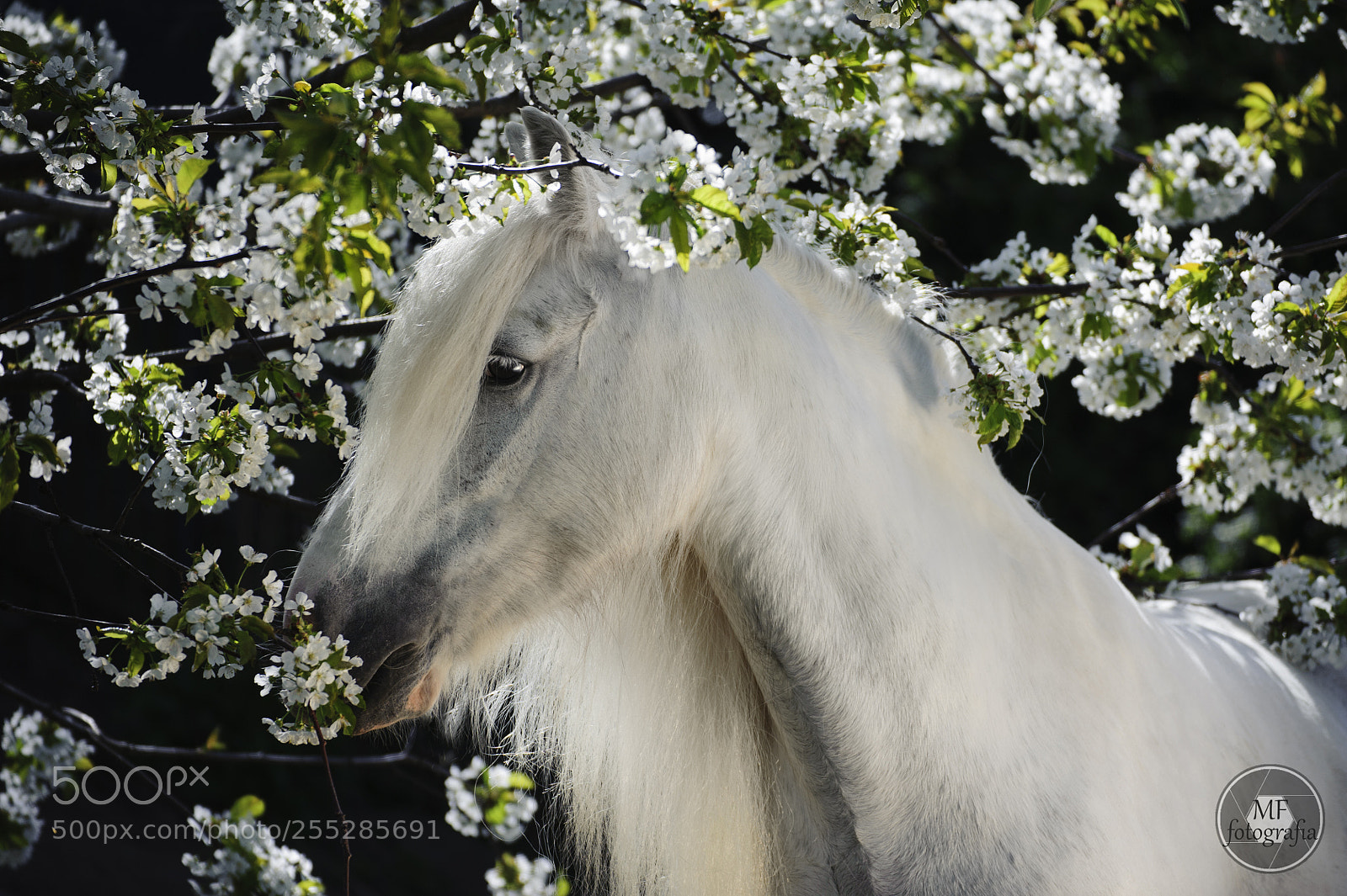 Nikon D700 sample photo. Mccartney's angelina photography