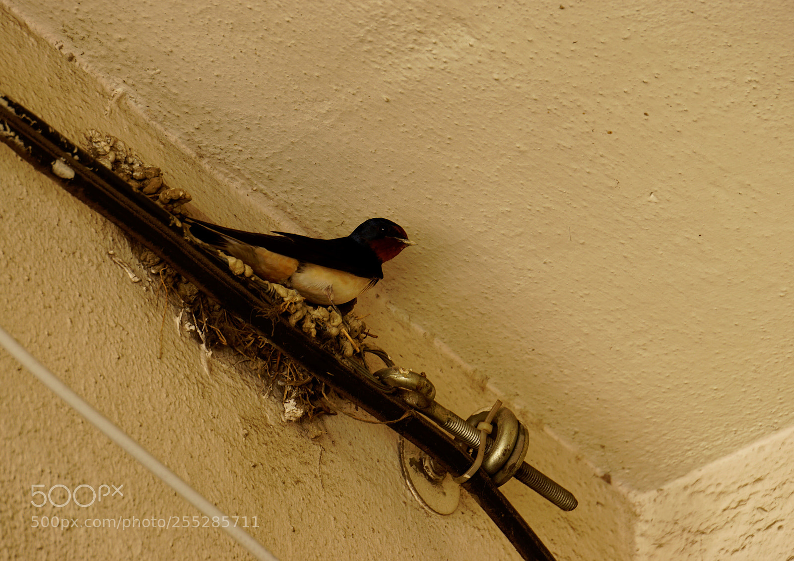 Sony a6000 sample photo. The nest of a photography