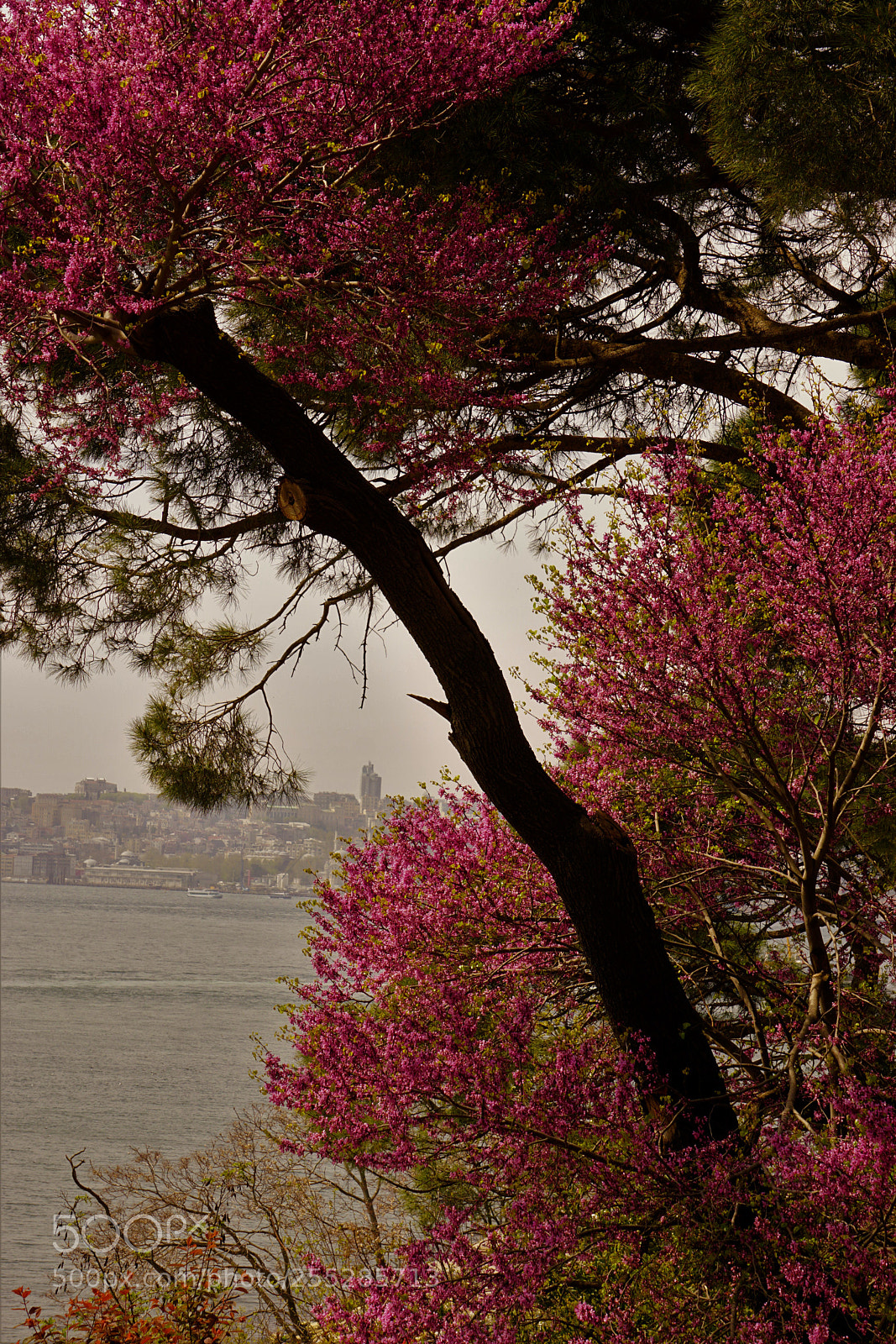 Sony a6000 sample photo. Legendary judas trees of photography