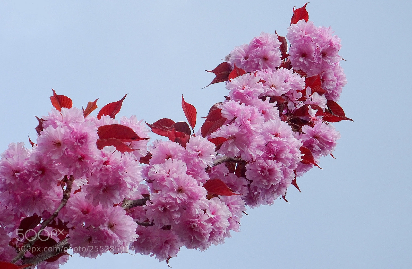 Sony DSC-HX60 sample photo. Pink photography