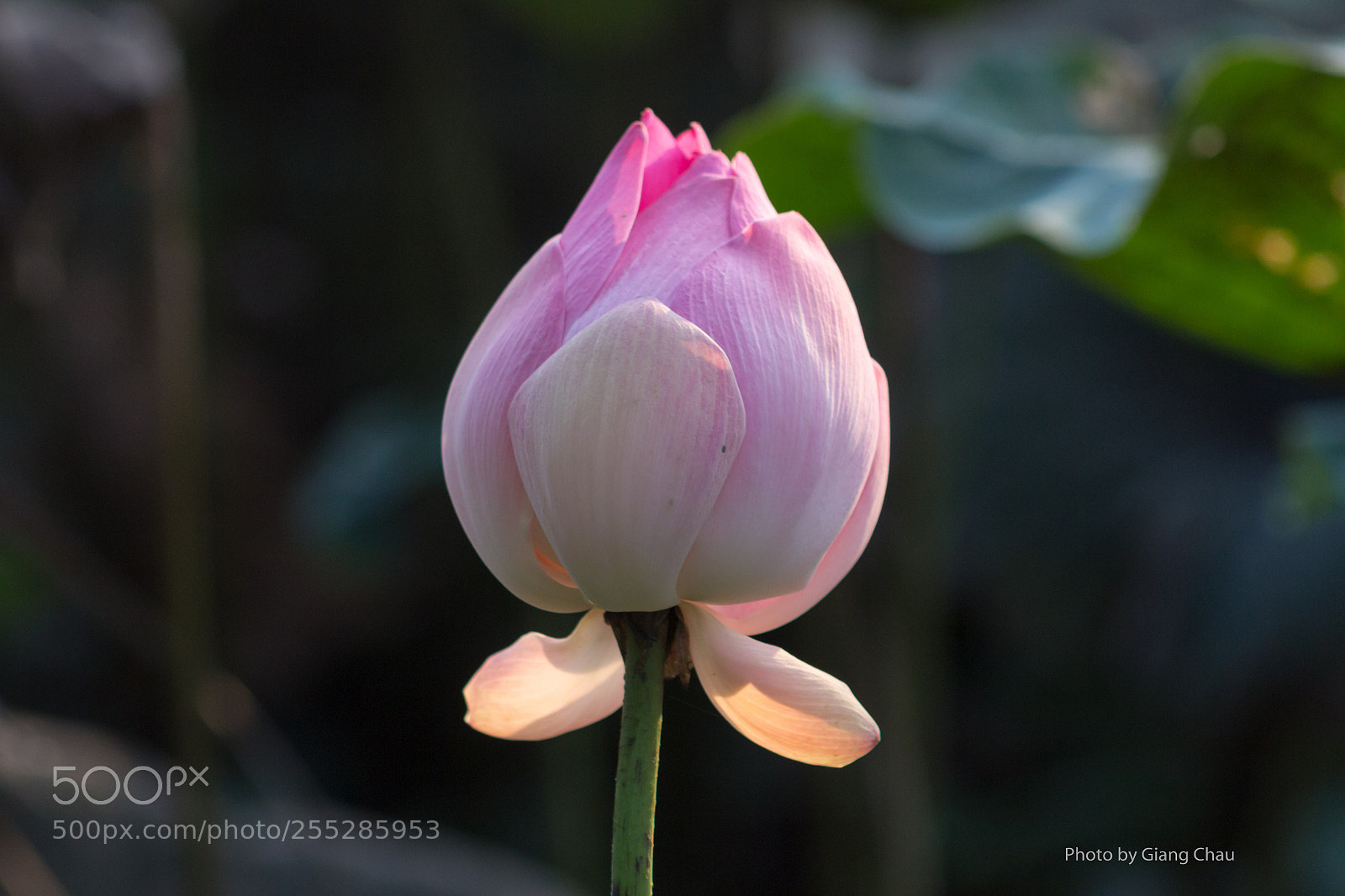 Canon EOS 60D sample photo. Lotus photography