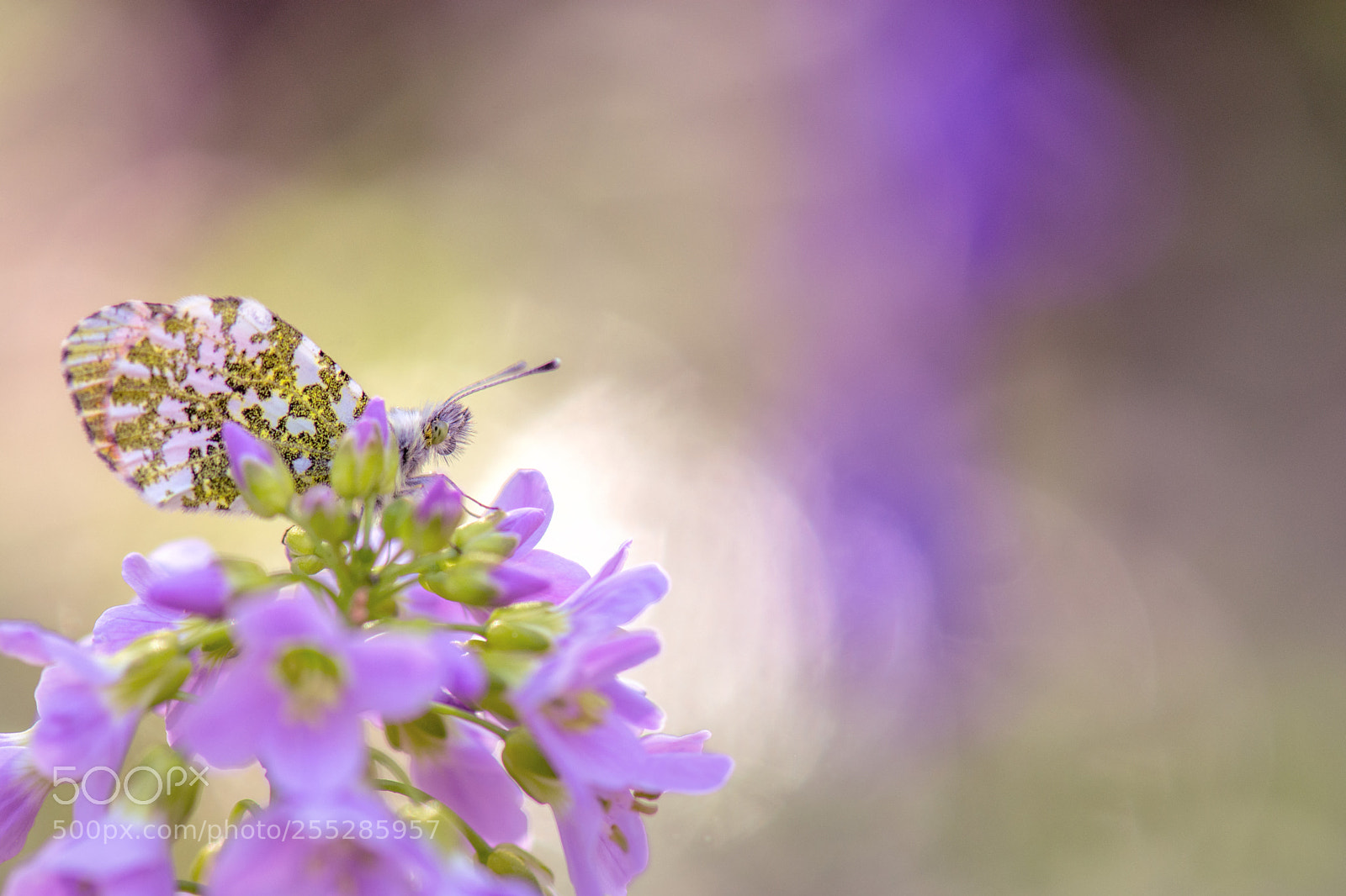 Nikon D7200 sample photo. Aux couleurs du temps ... photography