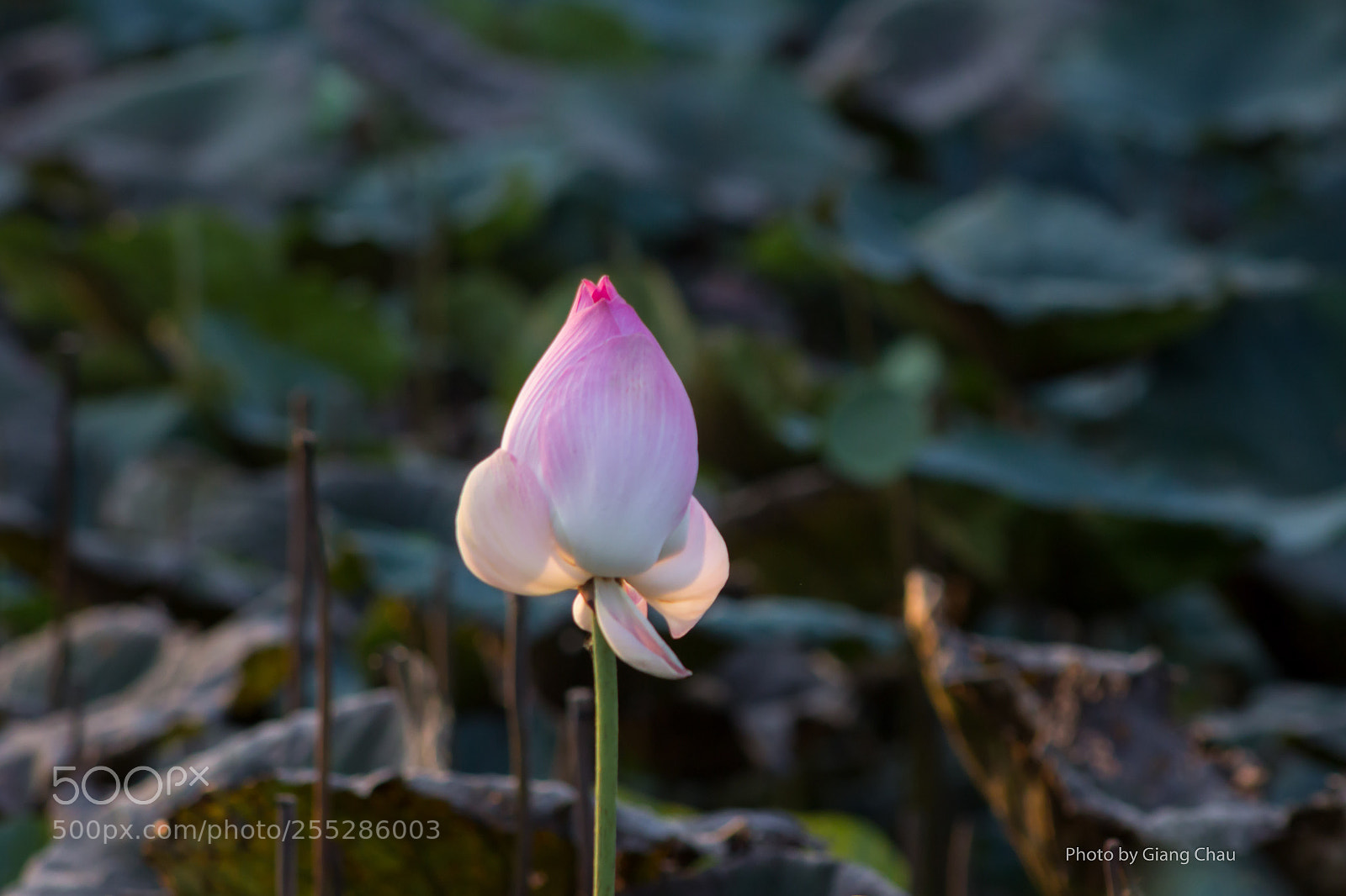 Canon EOS 60D sample photo. Lotus photography