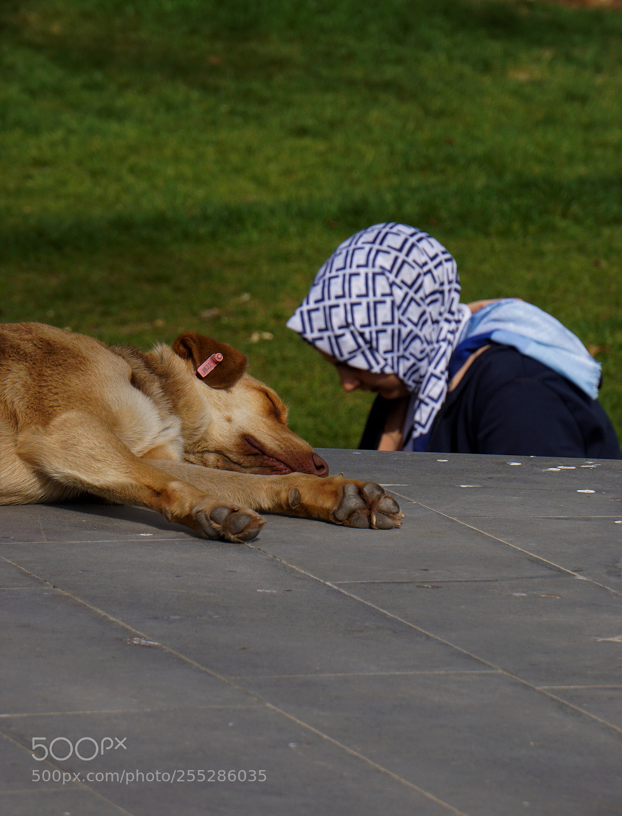 Sony a6000 sample photo. A street dog and photography