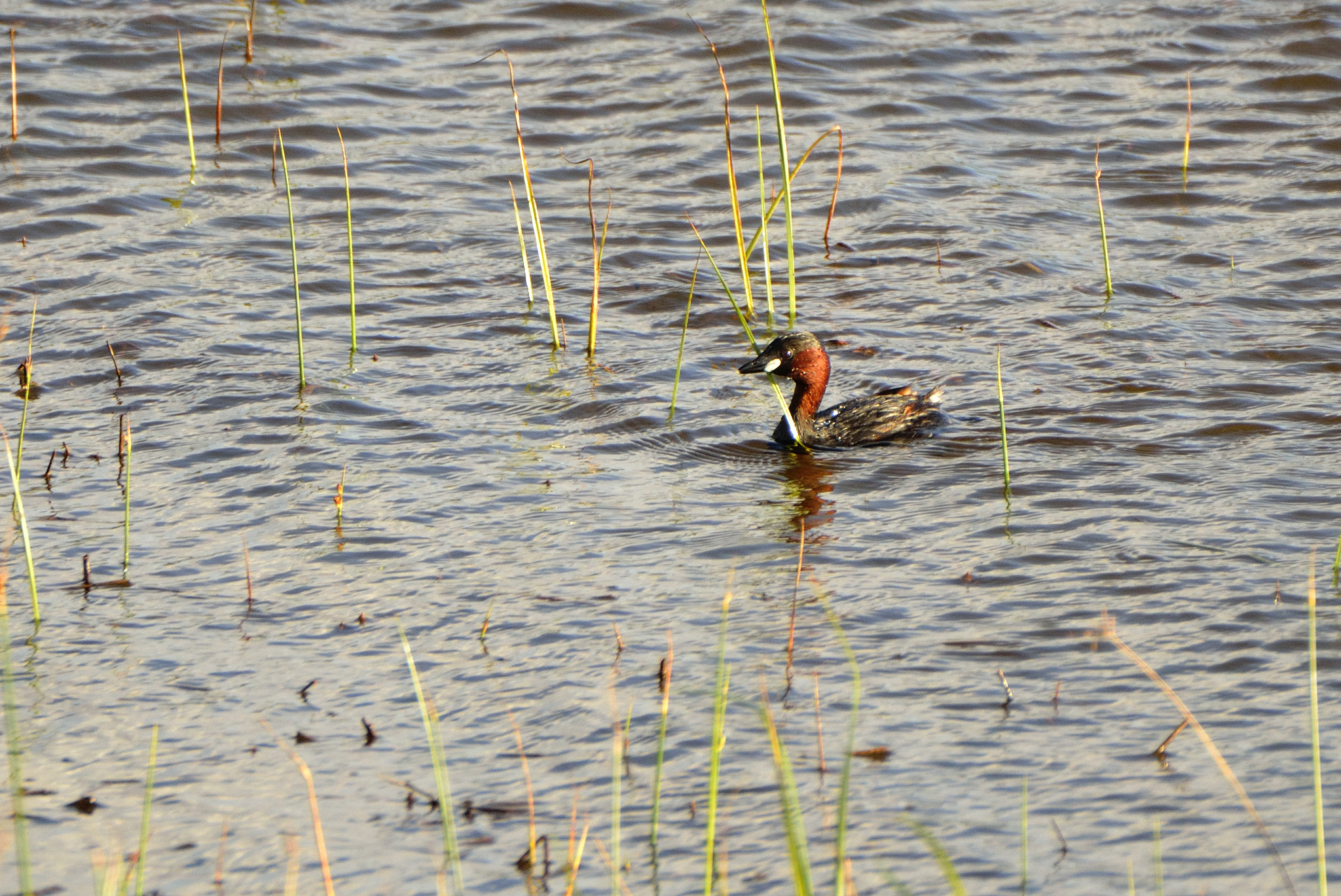 Nikon D7000 sample photo. Buscando comida. photography